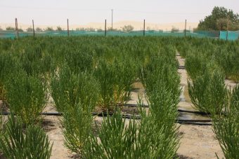 fully-grown-salicornia-a-type-of-halophyte-with-seeds-ready-to-be-harvested