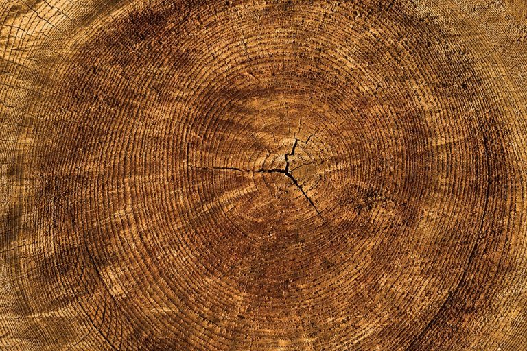 tree cut
