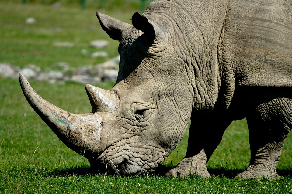 Sumatranski nosorog, rhinoceros,