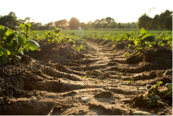 poljoprivreda - agroculture - soil