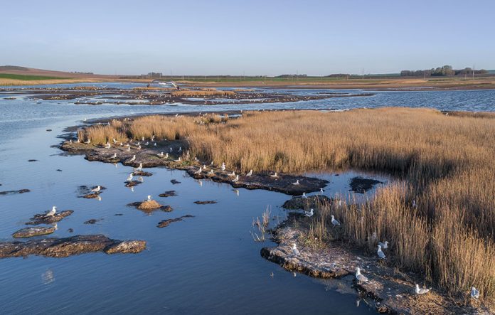 seagulls-in-danube-delta-romania-2021-08-26-15-59-07-utc