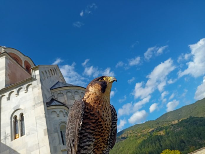 IMG-395afff416527a0562bd4a00b74e4447-V