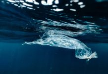 International Plastic Bag Free Day: Small Packages, Big Problem