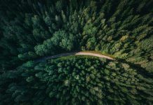 The Forests of Serbia – Guardians of Water, Soil, Life, and the Future