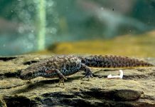 Guardian of Bosnia and Herzegovina’s Mountain Waters – an Amphibian from the Ice Age whose Survival is Now Threatened