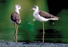 Birds of Serbia under Threat from Climate Change