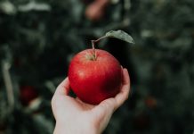 Apples as a Sustainable Alternative to Animal Leather